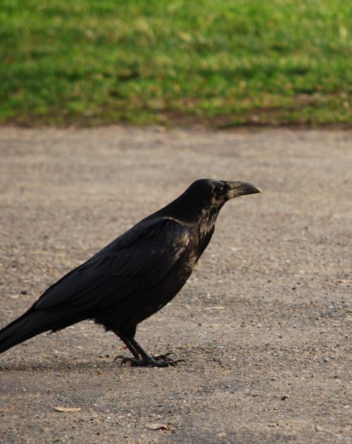raven bird wildlife