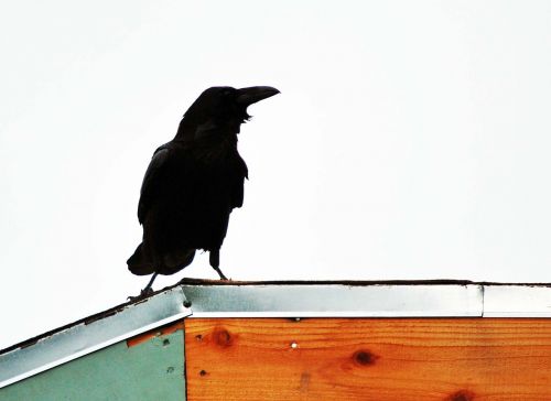 raven rooftop black