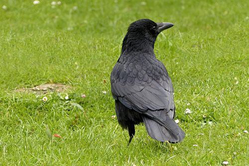 raven bird corvus