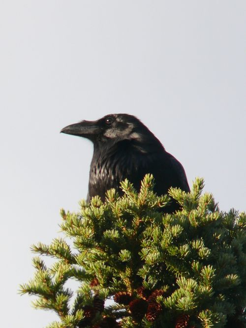 raven bird crow
