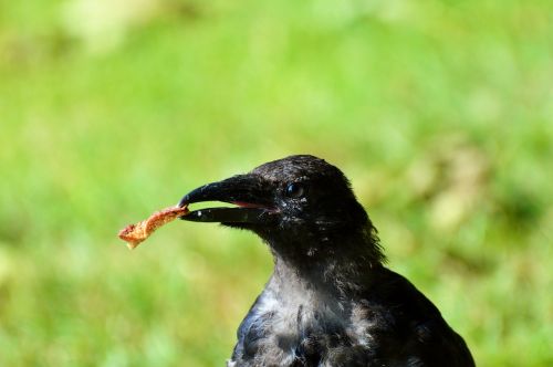 raven raven bird carrion crow