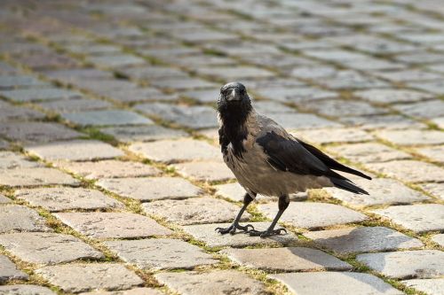 raven bird crow