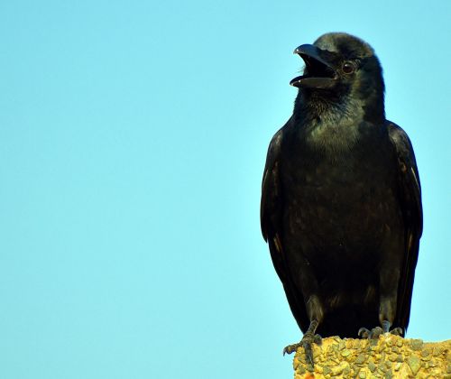 raven corvus bird