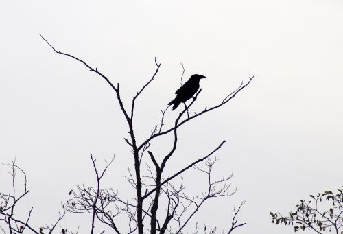 raven silhouette black