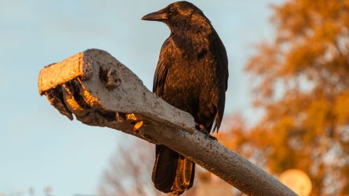 raven bird nature