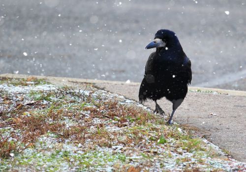 raven bird nature