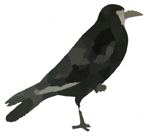 raven black bird crow