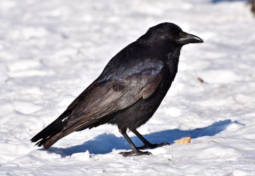 raven crow raven bird