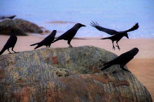 raven beach ocean