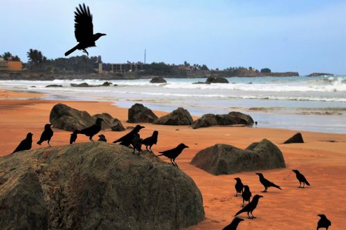 raven wind birds