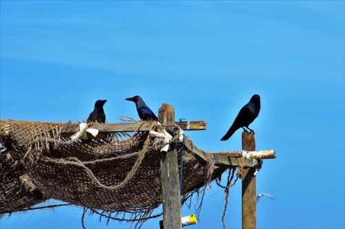 raven blue sky a fishing village