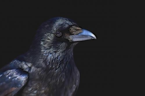raven common raven bird