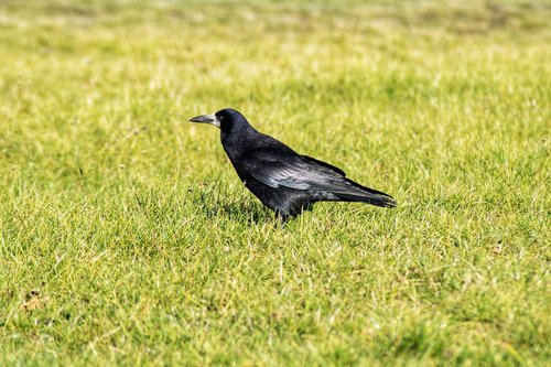 raven  black  animal