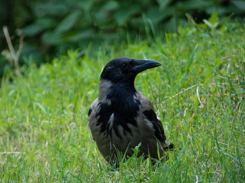 raven  bird  nature