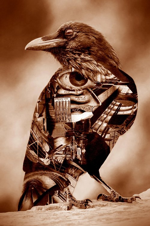 raven  bird  collage