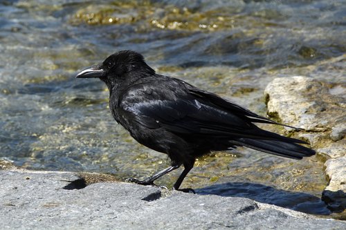 raven  bird  animal