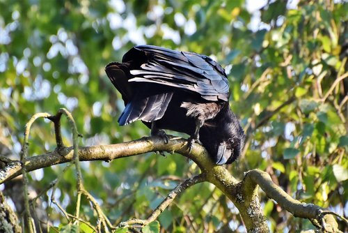 raven  crow  raven bird