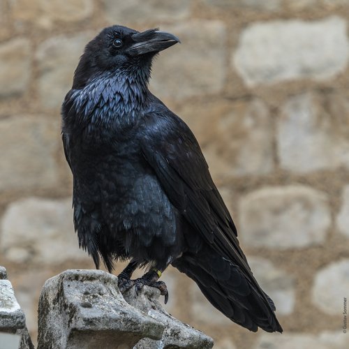 raven  tower of london  corbeau