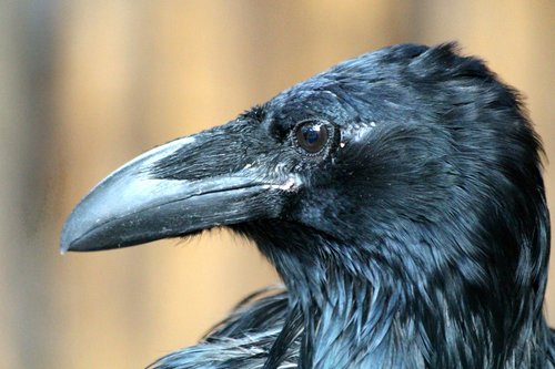 raven  corvus corax  young