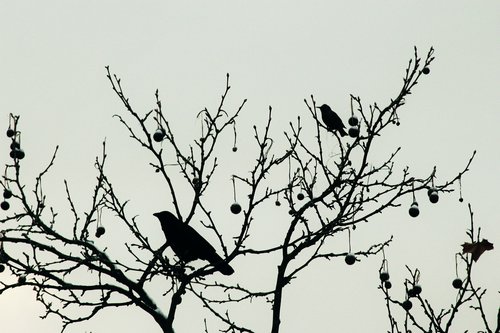 raven  blackbird  bird