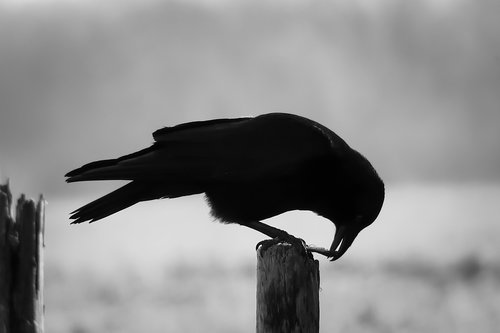 raven  eat  bill