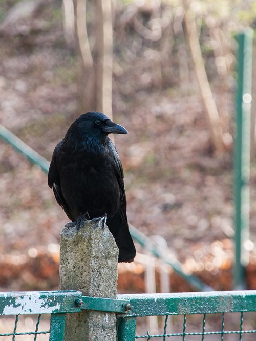 raven  crow  raven bird