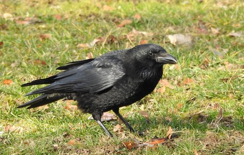raven  crow  black