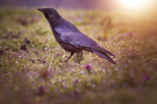raven  bird  crow