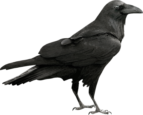 raven  bird  black