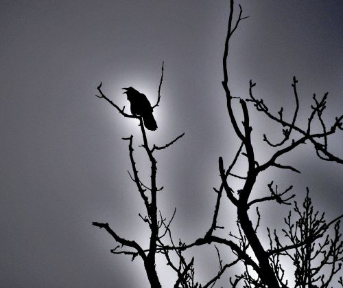 raven blackbird bird