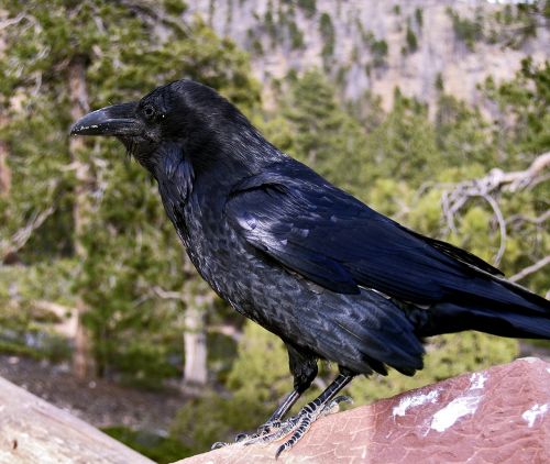 raven bird black
