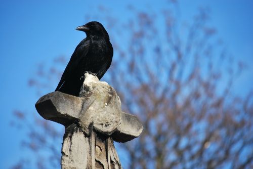 raven cemetery cross