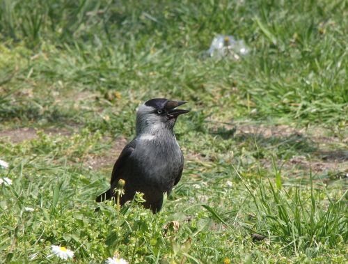 raven bird black