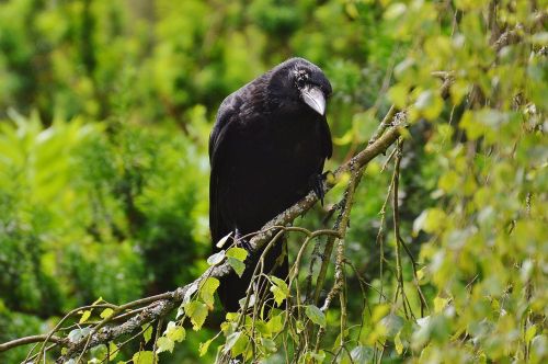 raven crow bird