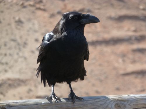 raven sand black