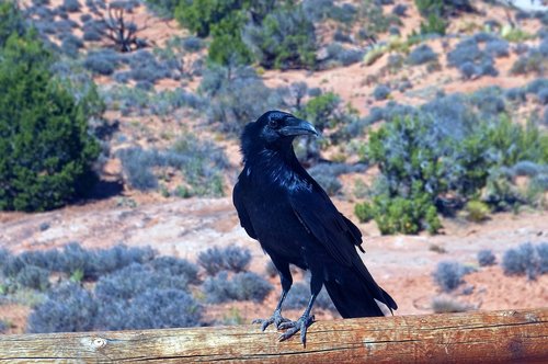 raven at arches  bird  animal