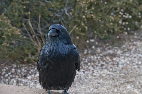 Raven Bird