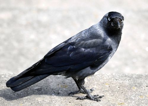 raven bird black bill