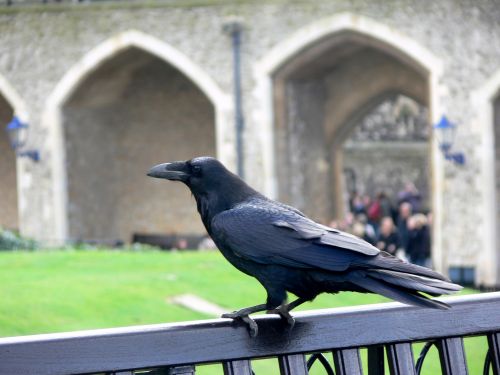 Raven On Bench