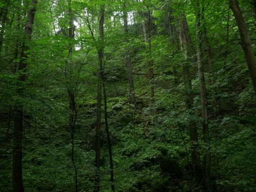 ravine nature trees