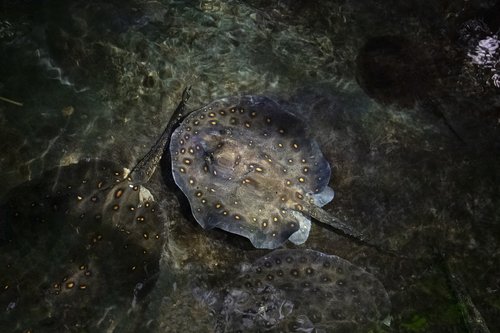 ray  rays  camouflage