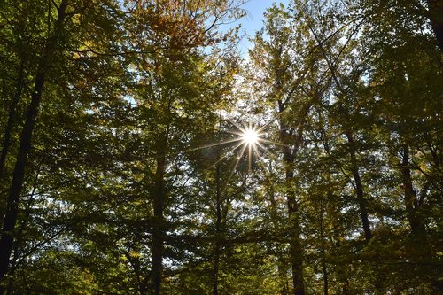 rays  sun  backlighting