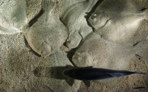 rays fish bottom