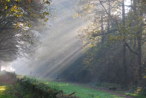 rays of sunshine light trees