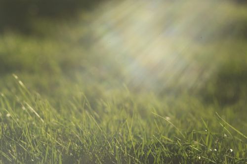 rays of the sun green grass grass in the spring