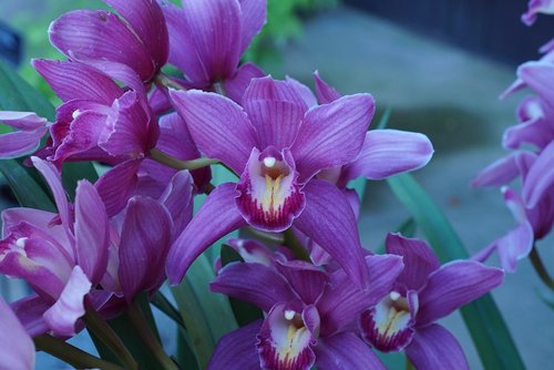 rchids  flower of hokkaido  spring