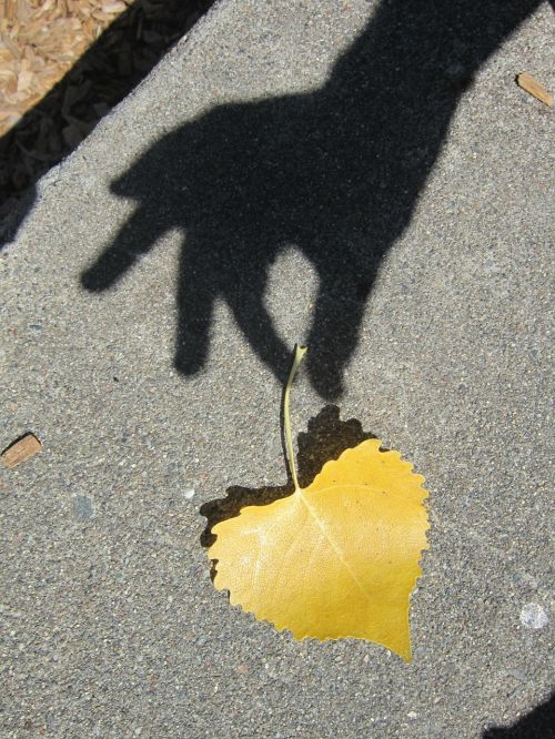 reaching shadow heart