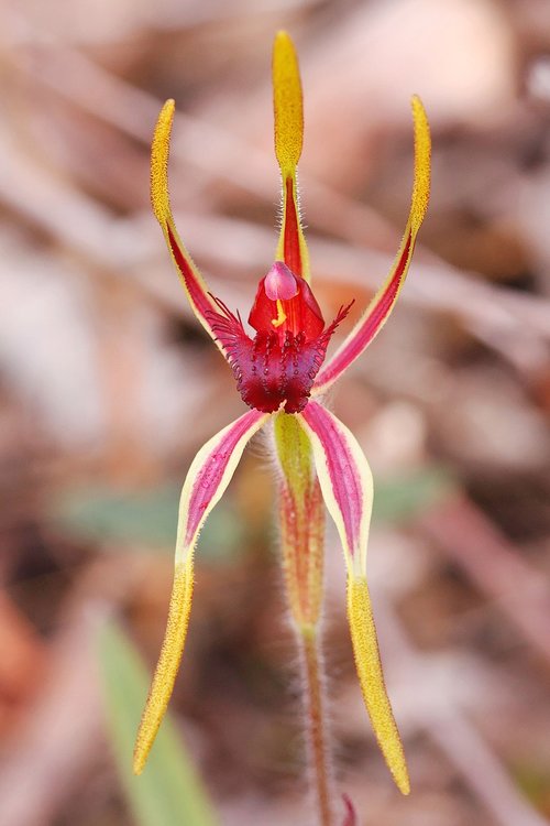 reaching spider  orchid  western australia