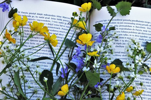 read  flower  plant