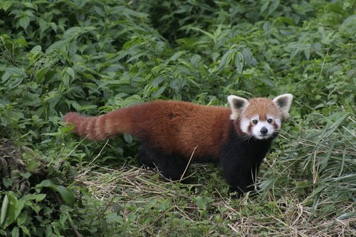 read panda  gangtok zoo  sikkim
